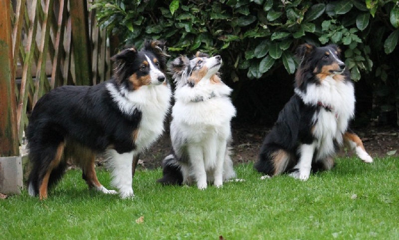 des Saphirs Normands - Shetland Sheepdog - Portée née le 21/03/2015