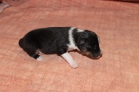 CHIOT